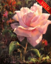 "Peace Rose," 10 x 8 inches. Oil. Sold.