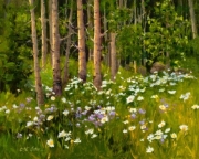 "Wild Daisies," Oil.